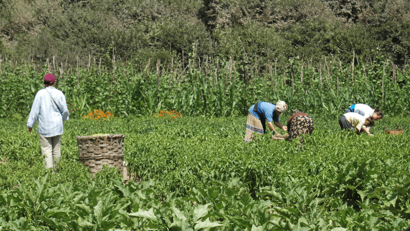 Buğday Derneği