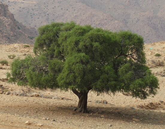 argan ağacı