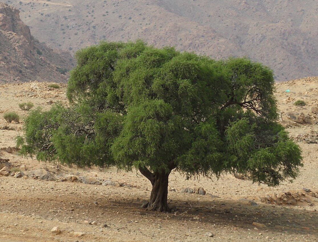 argan ağacı