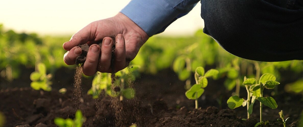 Farmer,Holds,Soil,Field,Hand.,Agriculture.,Methods,Growing,Processing,Plants,