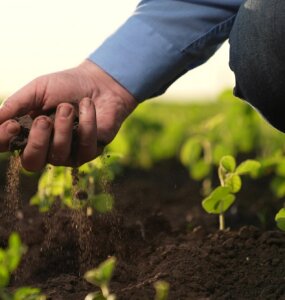 Farmer,Holds,Soil,Field,Hand.,Agriculture.,Methods,Growing,Processing,Plants,