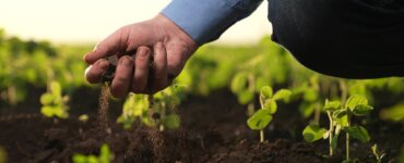 Farmer,Holds,Soil,Field,Hand.,Agriculture.,Methods,Growing,Processing,Plants,