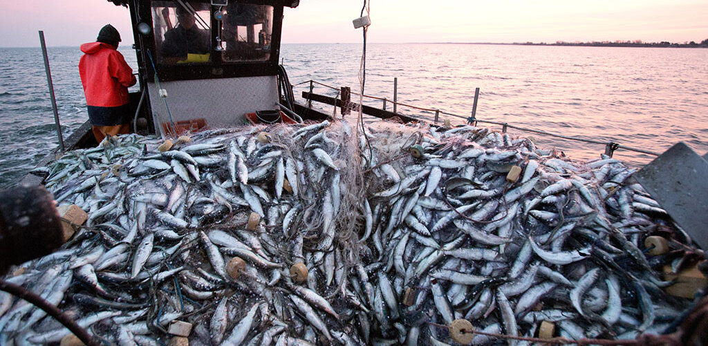 Herring fishing