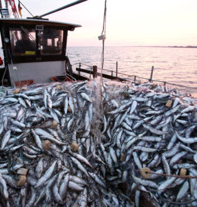 Herring fishing