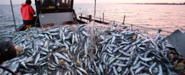 Herring fishing