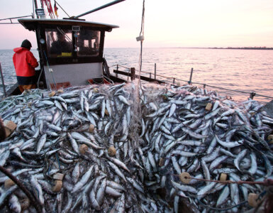 Herring fishing