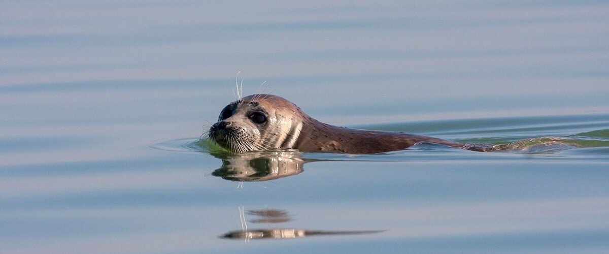 Caspian,Seal,(pusa,Caspica),Swimming,In,The,Caspian,Sea,In