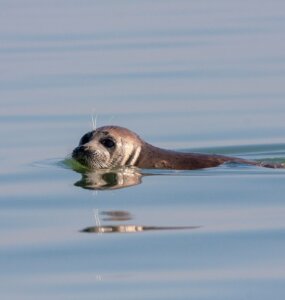 Caspian,Seal,(pusa,Caspica),Swimming,In,The,Caspian,Sea,In