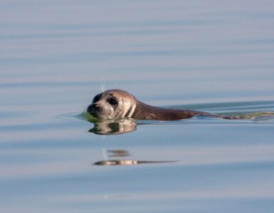 Caspian,Seal,(pusa,Caspica),Swimming,In,The,Caspian,Sea,In